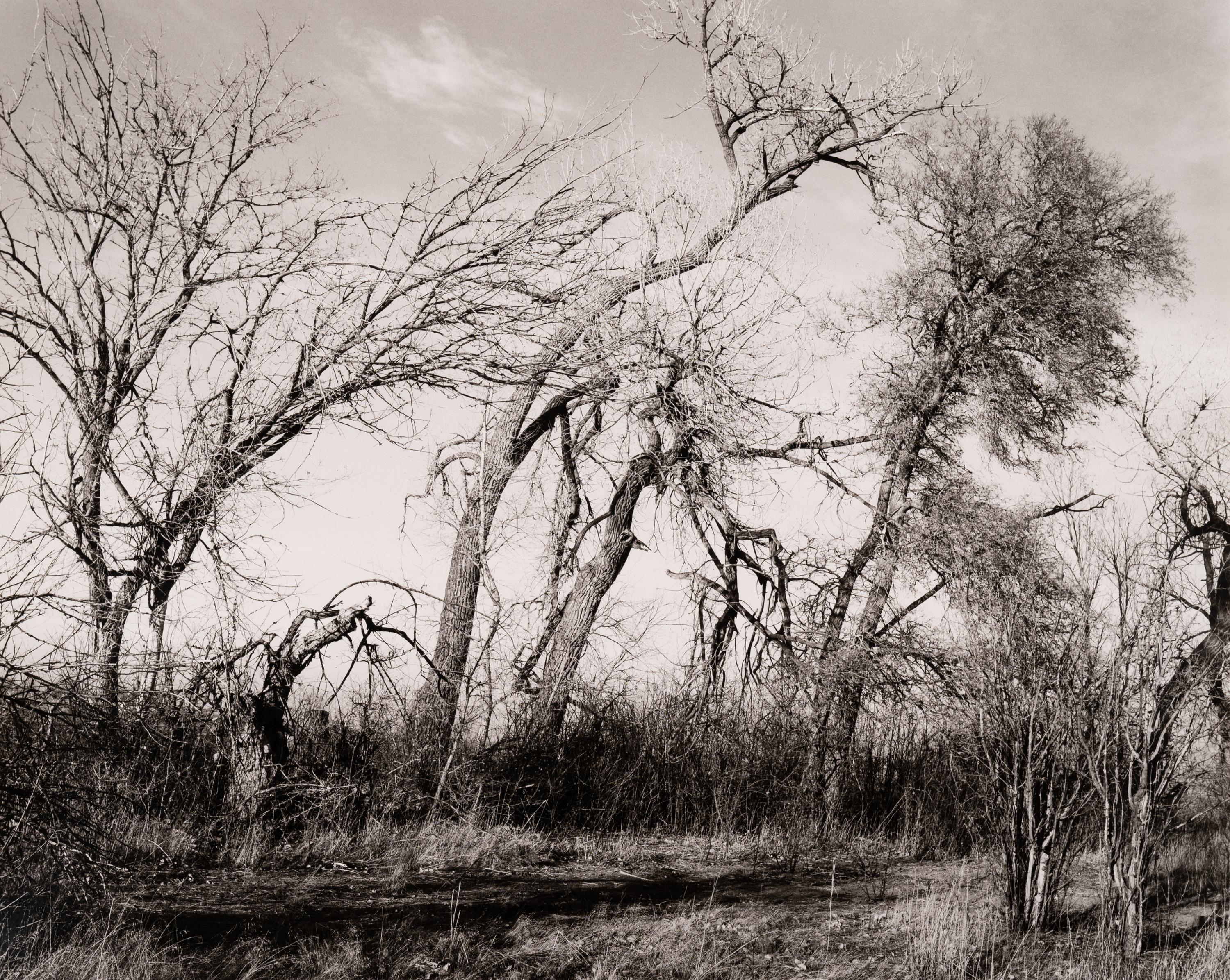 Among the last trees and lilacs surrounding a farmhouse, Edge of Longmont, Colo., 1982