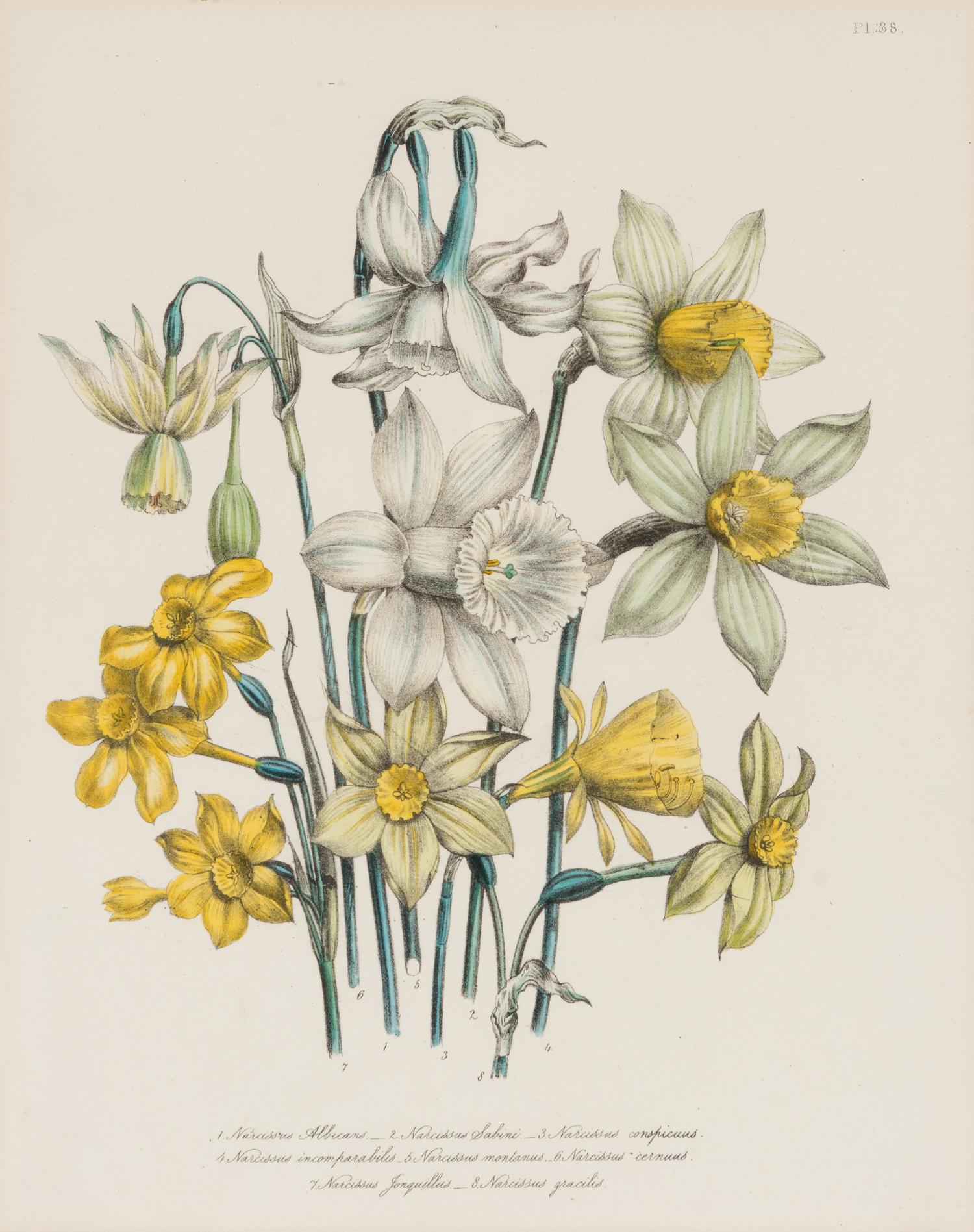 Three Botanical Prints