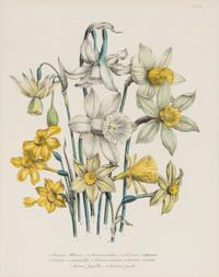 Three Botanical Prints