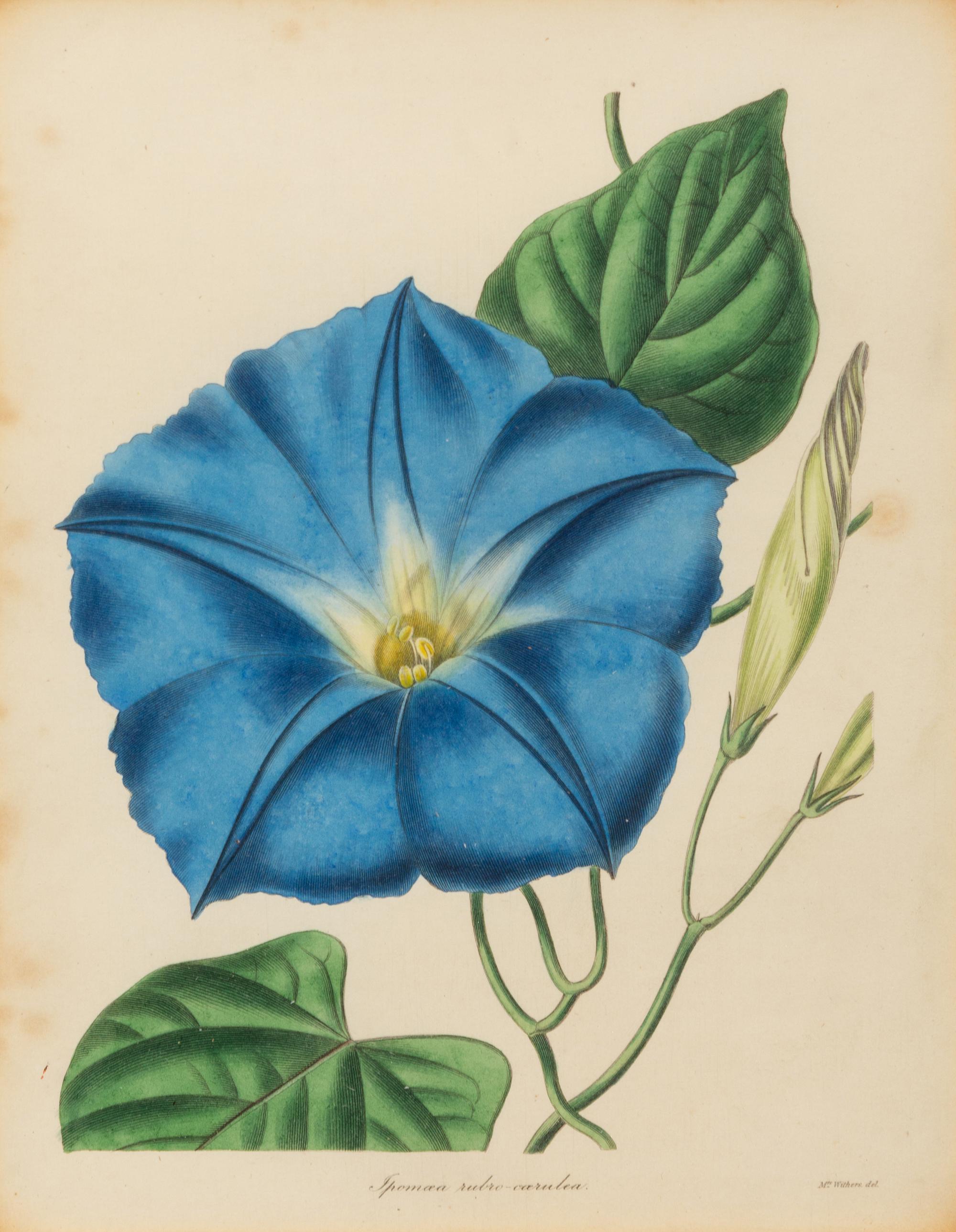 A Set of Five Botanical Lithographs