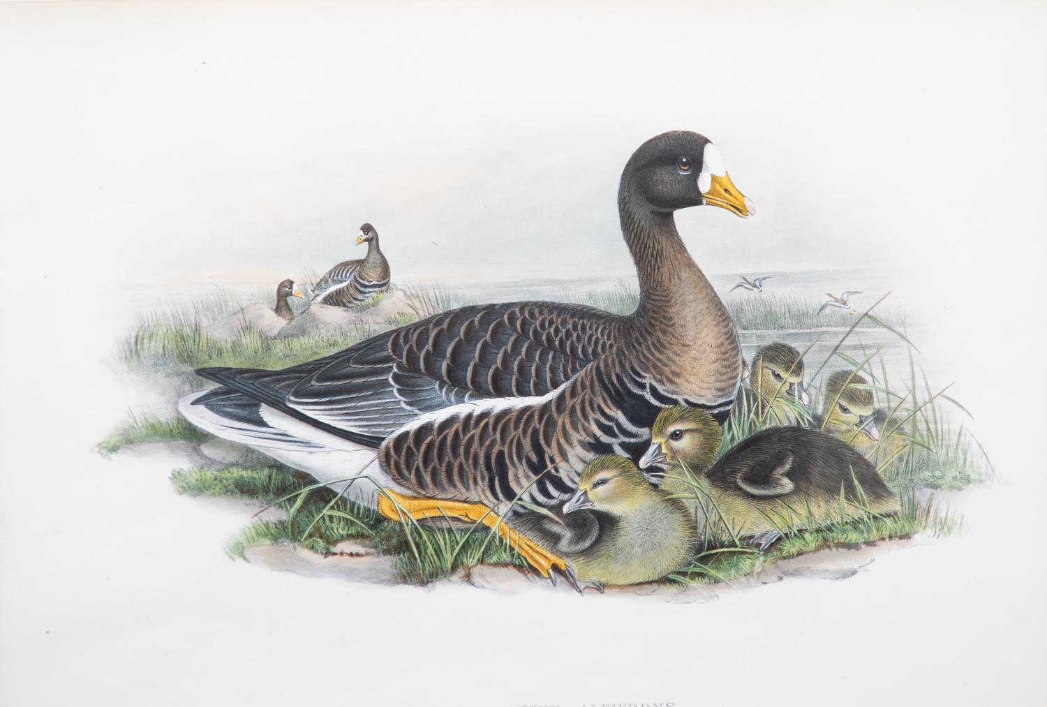 Six Framed Ornithological Color Engravings Image area 13 1/2 x 19 5/8 inches. — 19TH CENTURY