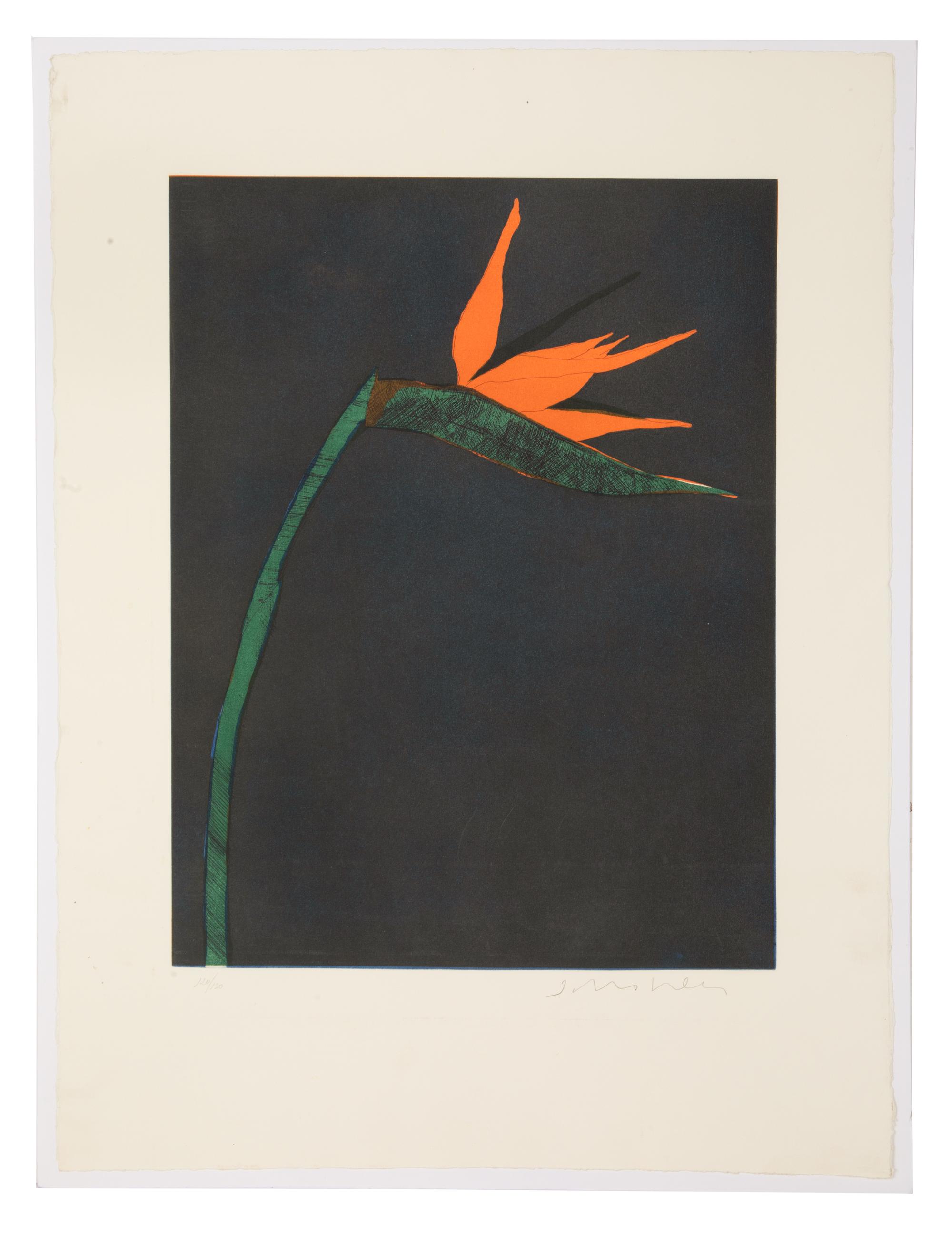 Bird of Paradise, edition 120/120
