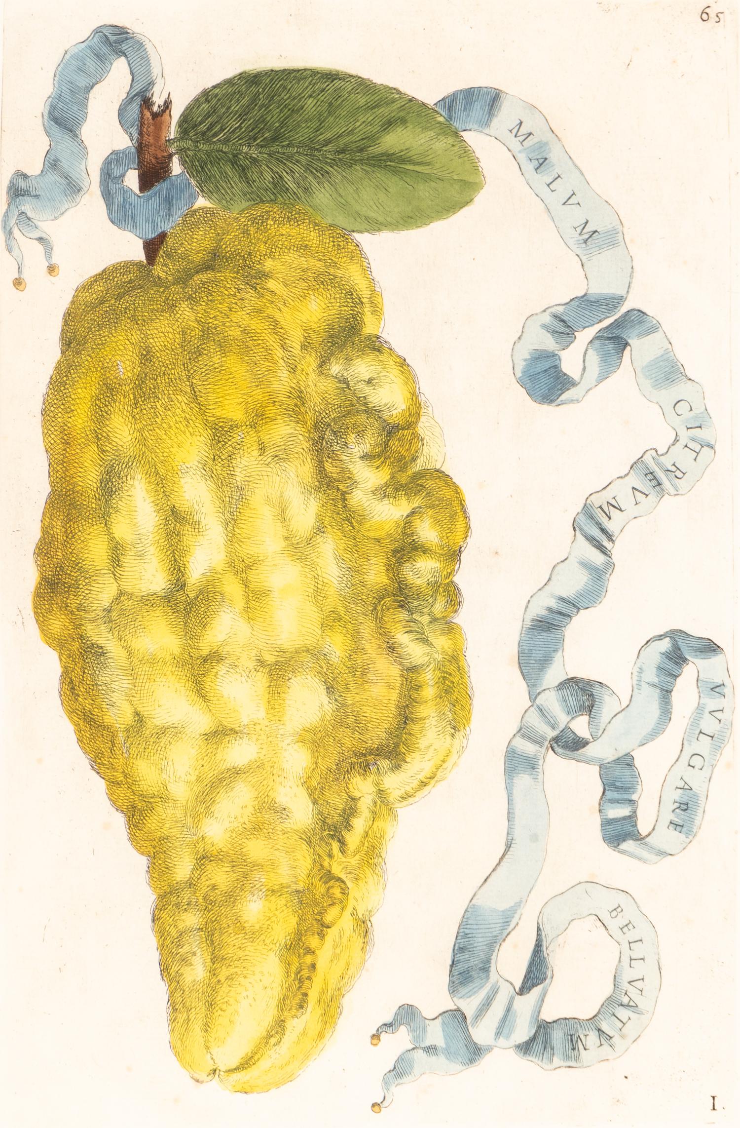 A Set of Eight Giovanni Battista Ferrari Colored Engravings of Fruit From Hesperides