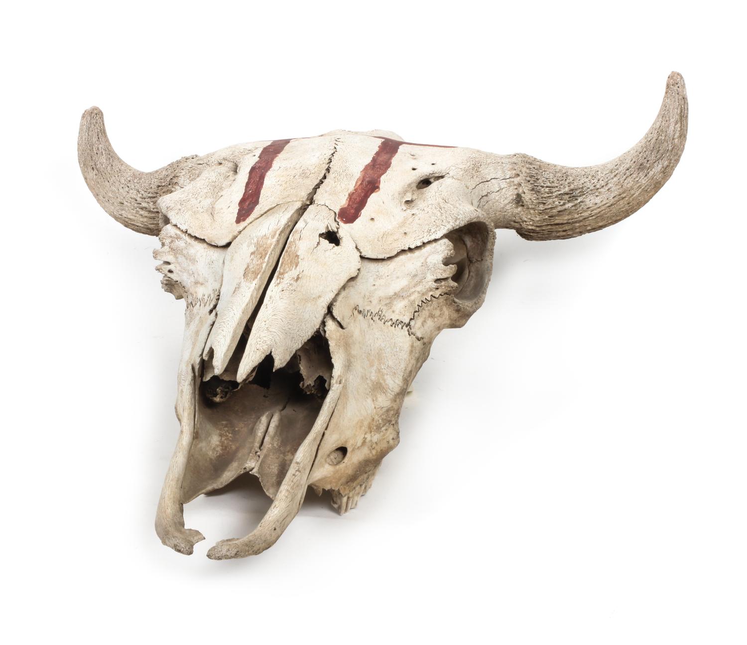 A Buffalo Skull Length 20 1/2 x width 22 inches.