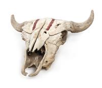 A Buffalo Skull Length 20 1/2 x width 22 inches.