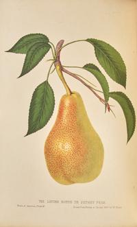 [Natural History] Hovey, C(harles).M(ason). The Fruits of America, Containing Richly Colored Figures, and Full Descriptions of all the choicest Varieties cultivated in the United States