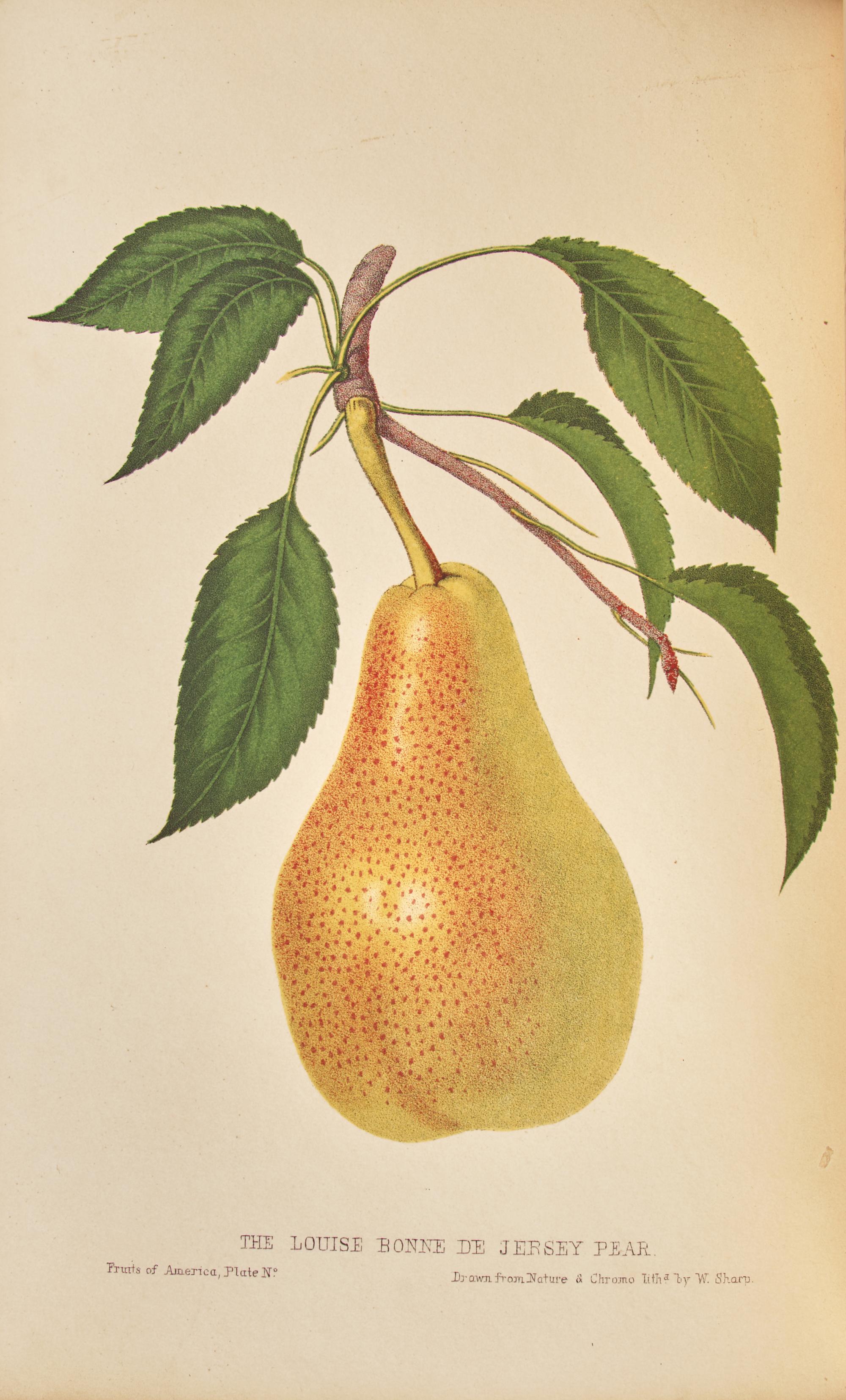 [Natural History] Hovey, C(harles).M(ason). The Fruits of America, Containing Richly Colored Figures, and Full Descriptions of all the choicest Varieties cultivated in the United States