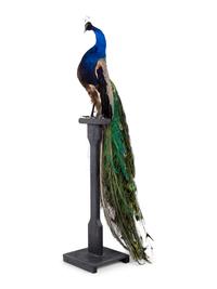 A Taxidermy Peacock on Stand