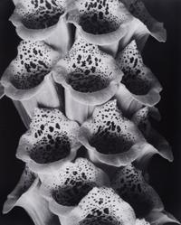 A group of twenty-one photographs (from Twenty-five Photographs printed by George Tice with labels signed by George Tice and Joanna Steichen)