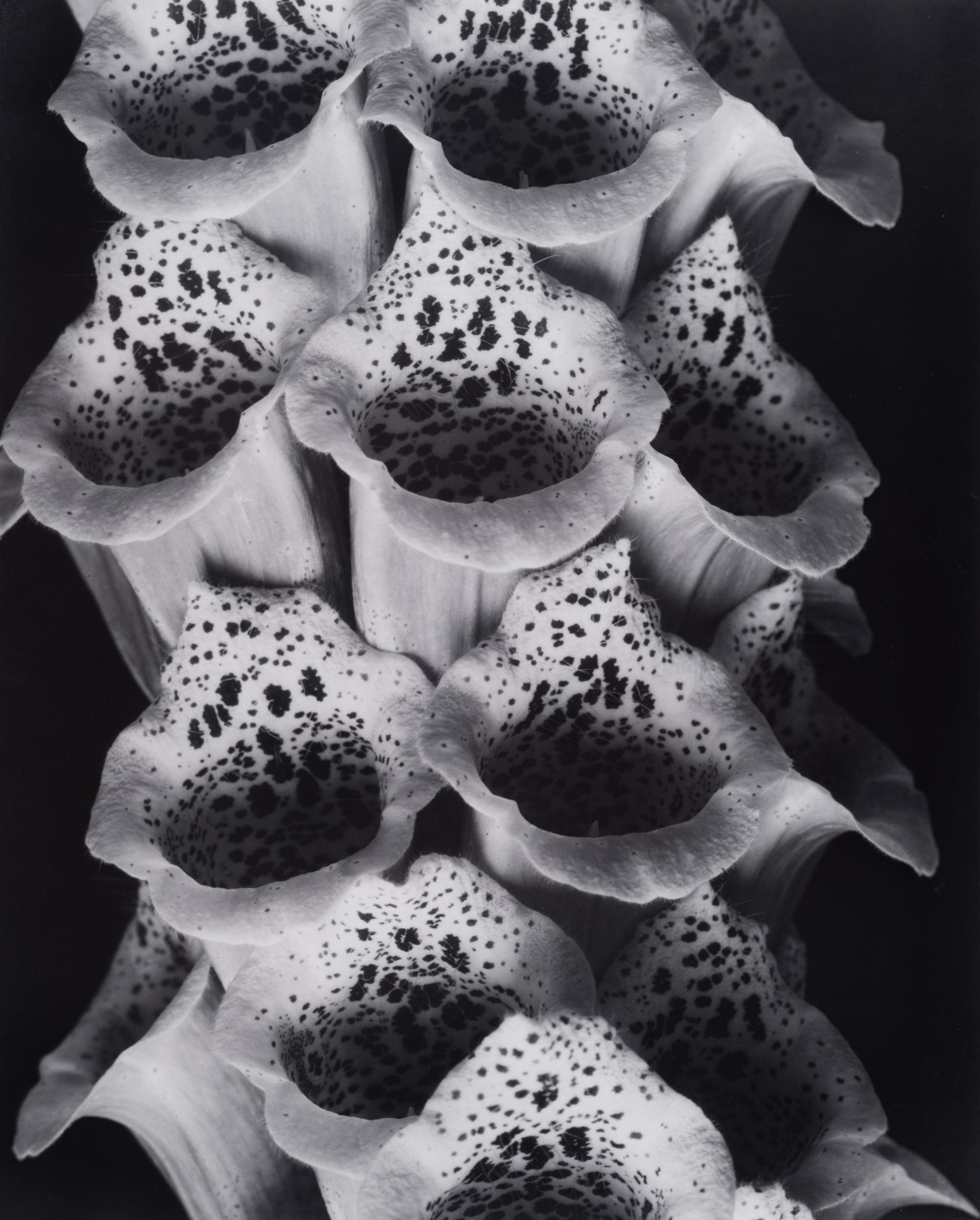 A group of twenty-one photographs (from Twenty-five Photographs printed by George Tice with labels signed by George Tice and Joanna Steichen)