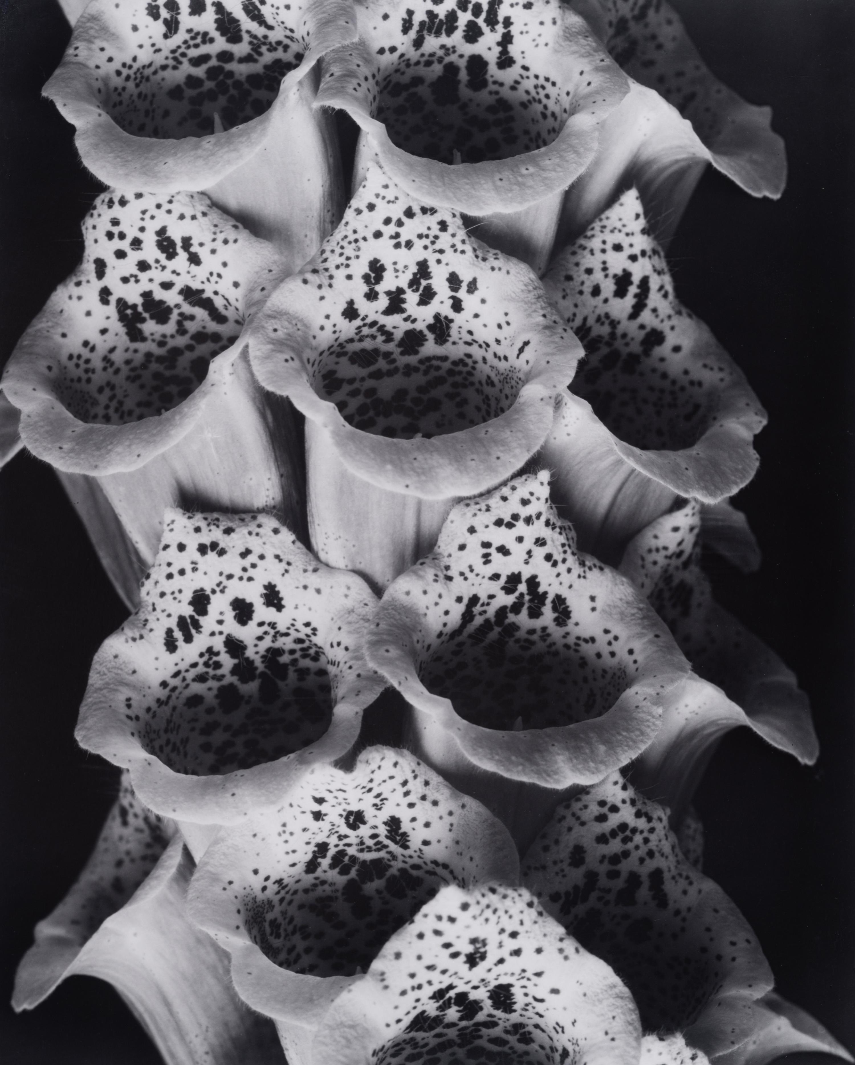 A group of twenty-one photographs (from Twenty-five Photographs printed by George Tice with labels signed by George Tice and Joanna Steichen)