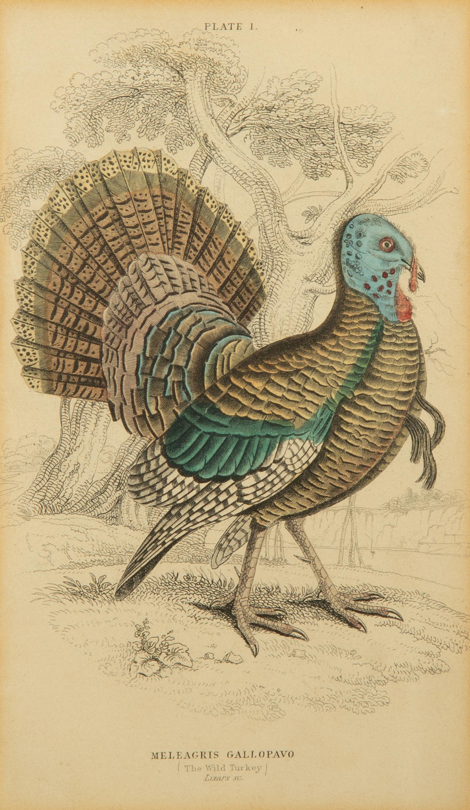 A Group of Nine Ornithological Prints — 19TH/20TH CENTURY