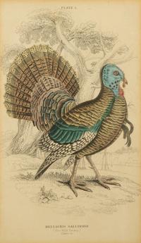 A Group of Nine Ornithological Prints — 19TH/20TH CENTURY