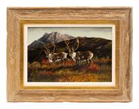 Alaska Caribou