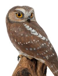 Saw Whet Owl