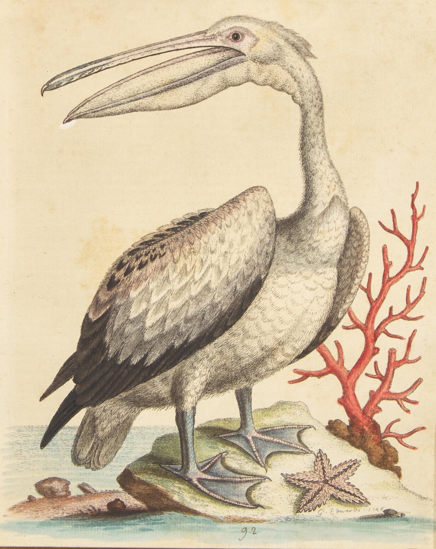 George Edwards (English, 1694-1773), A Set of Twelve Framed Hand-Colored Engravings Depicting Various Birds