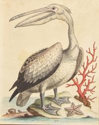 George Edwards (English, 1694-1773), A Set of Twelve Framed Hand-Colored Engravings Depicting Various Birds