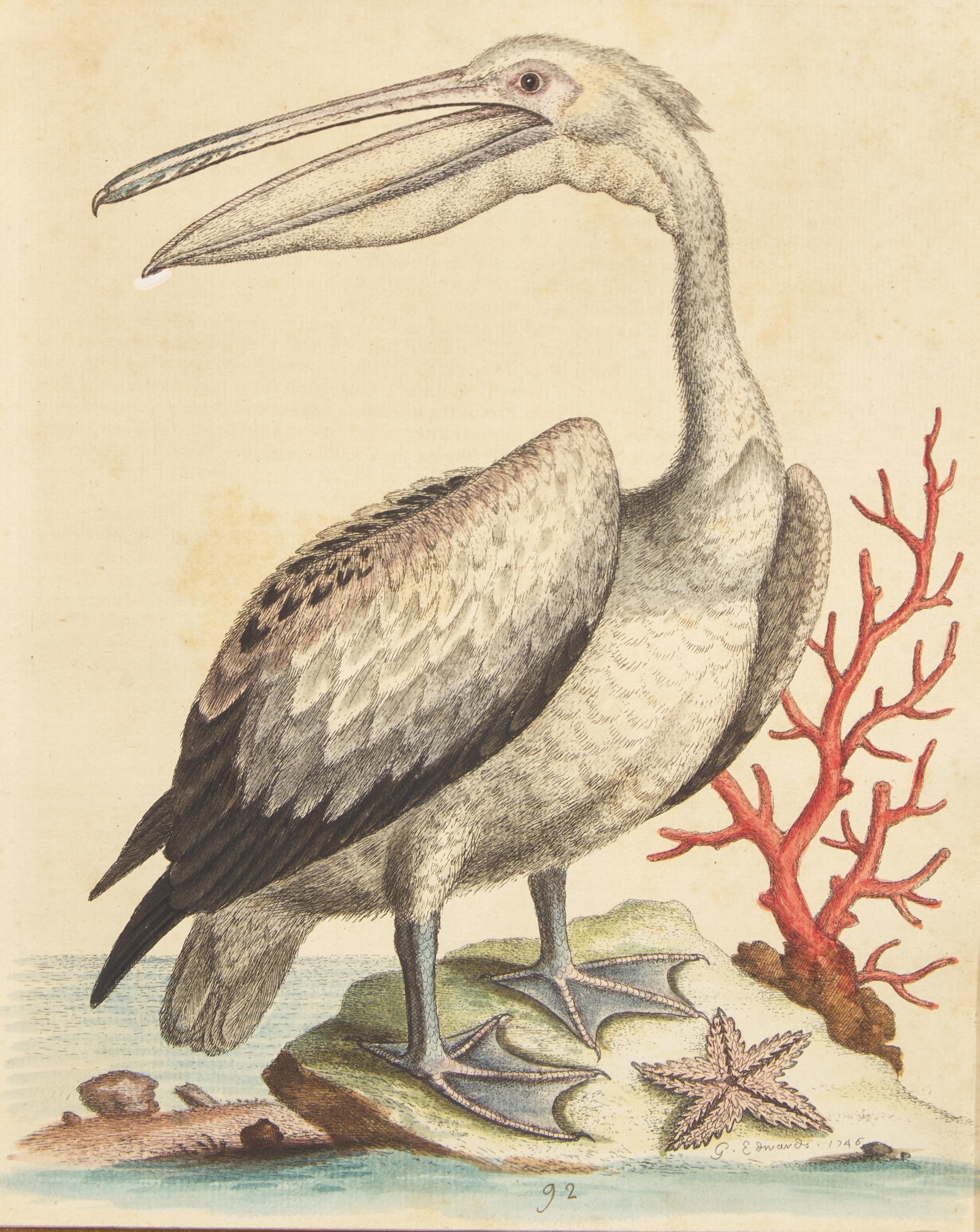 George Edwards (English, 1694-1773), A Set of Twelve Framed Hand-Colored Engravings Depicting Various Birds