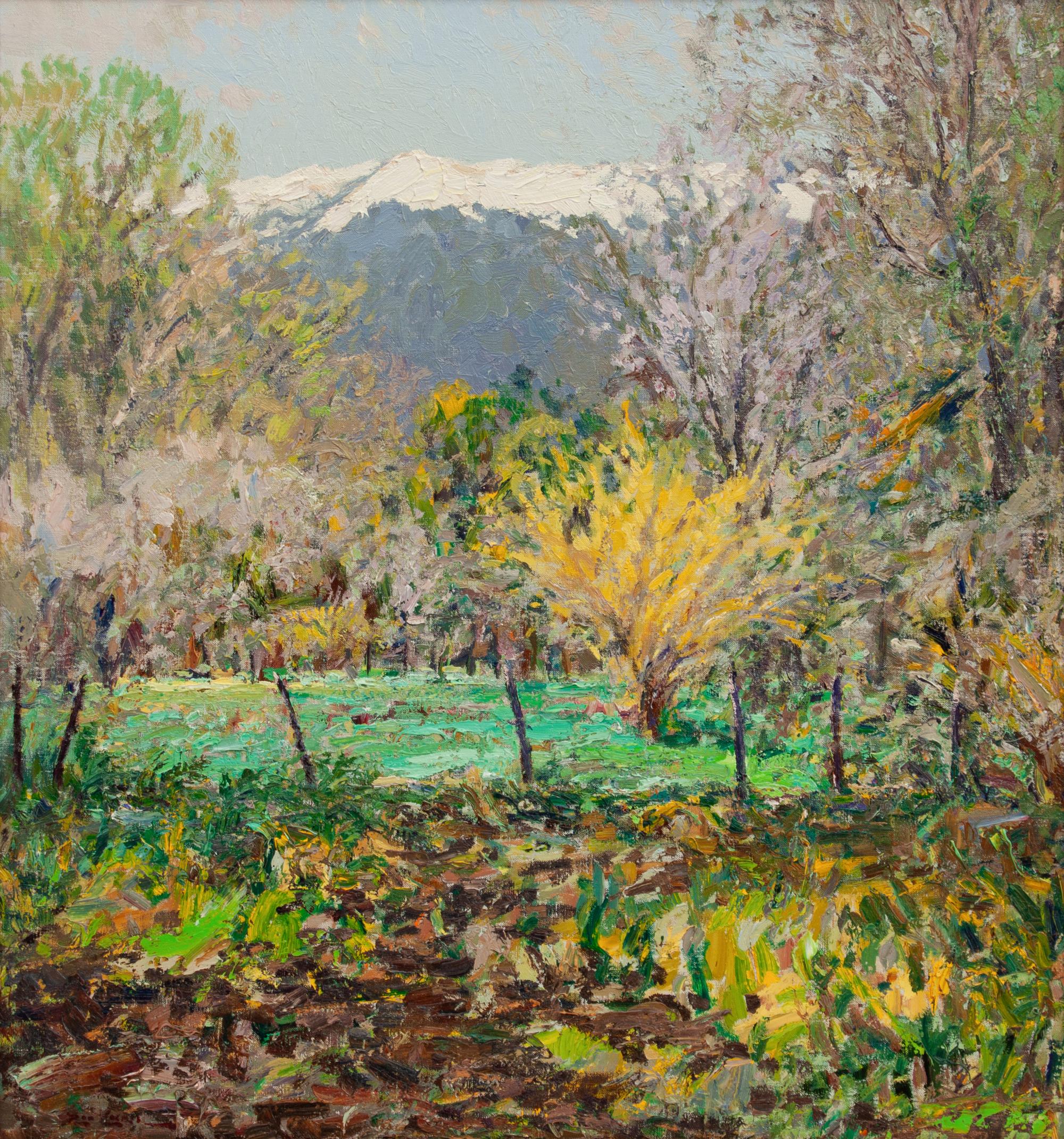 Forsythia at Velarde
