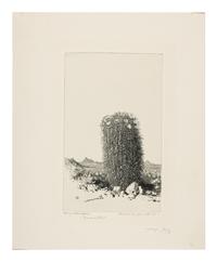 Two Works: Cholla Cactus, Arizona and Barrel Cactus