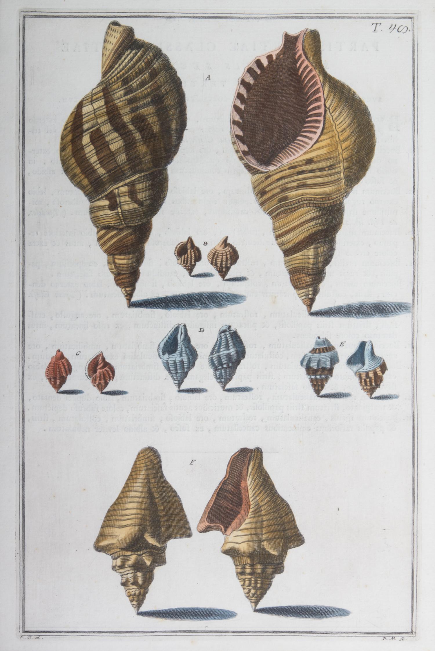 Nine Trowbridge Color Prints Depicting Sea Shells in Giltwood Frames — 20th Century