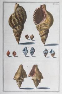 Nine Trowbridge Color Prints Depicting Sea Shells in Giltwood Frames — 20th Century