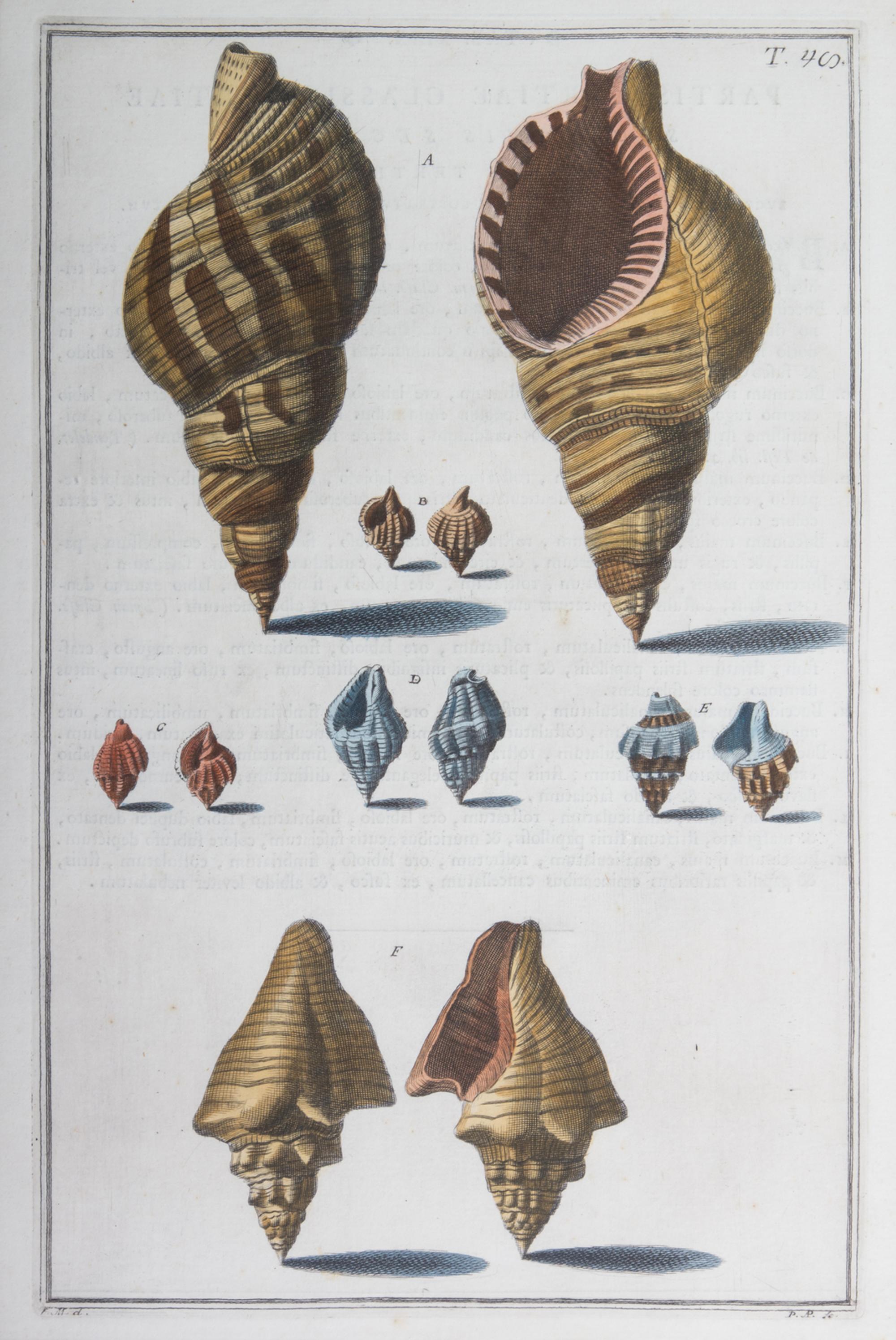 Nine Trowbridge Color Prints Depicting Sea Shells in Giltwood Frames — 20th Century