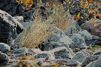 Hill Country Landscape