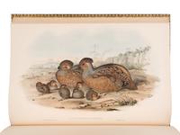 [NATURAL HISTORY]. GOULD, John (1804-1881). A Monograph of the Odontophorinae, or Partridges of America . London: Richard and John E. Taylor for the Author, [1844]-1850.