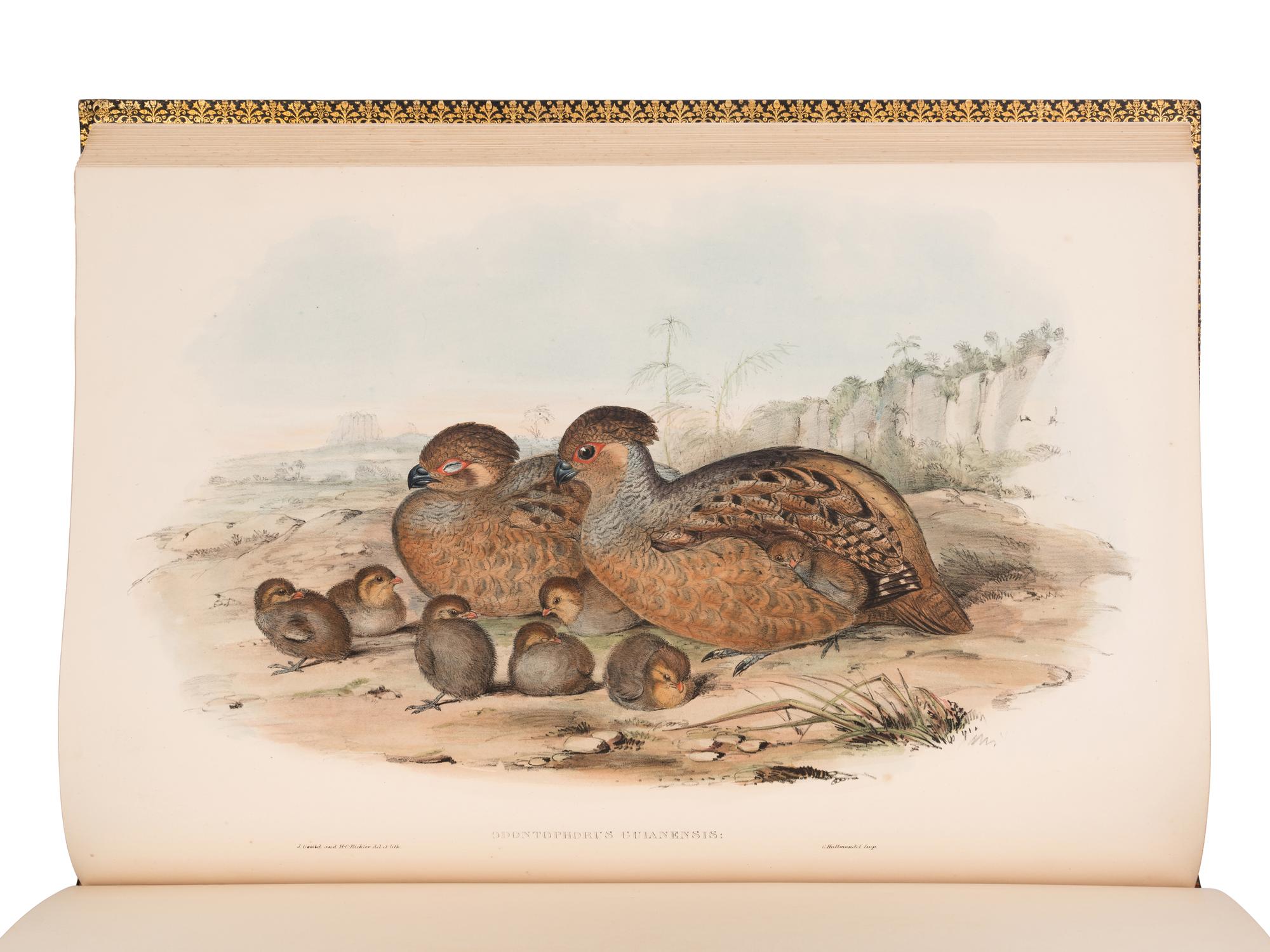 [NATURAL HISTORY]. GOULD, John (1804-1881). A Monograph of the Odontophorinae, or Partridges of America . London: Richard and John E. Taylor for the Author, [1844]-1850.