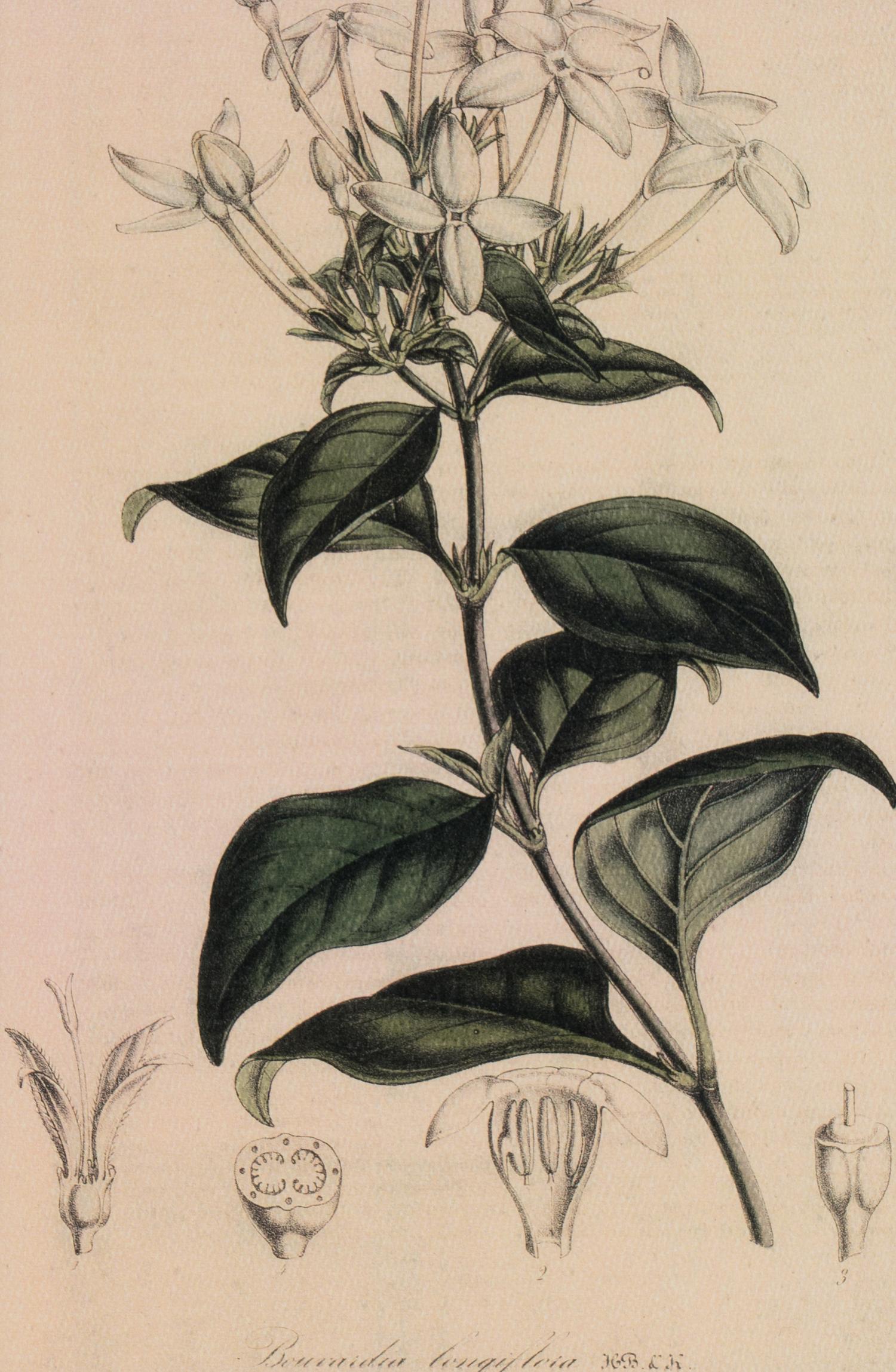 A Set of Six Hand-Colored Botanical Lithographs from L'illustration Horticole: Journal Special Des Serres Et Des Jardins
