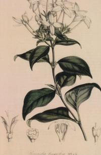 A Set of Six Hand-Colored Botanical Lithographs from L'illustration Horticole: Journal Special Des Serres Et Des Jardins