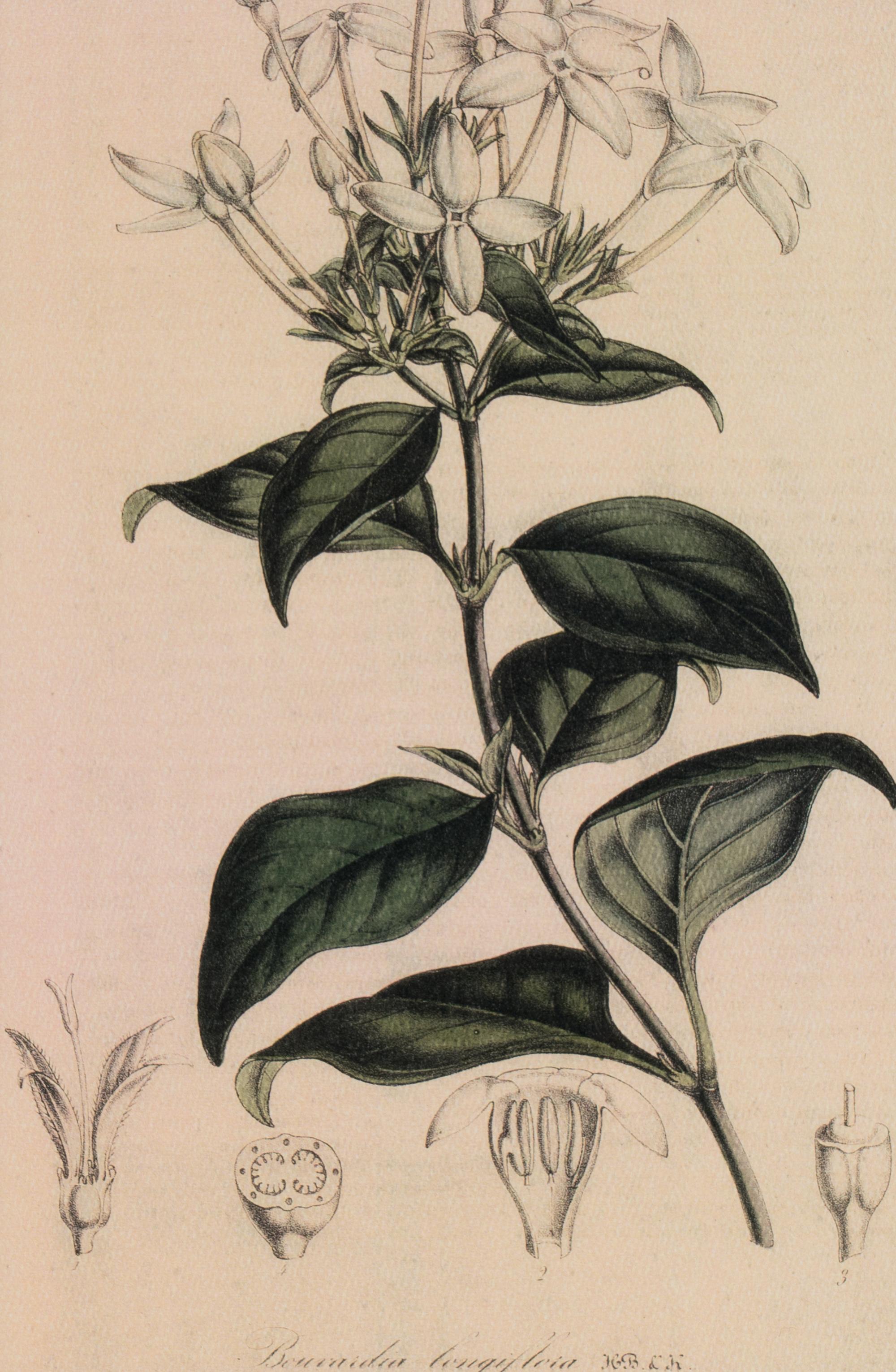A Set of Six Hand-Colored Botanical Lithographs from L'illustration Horticole: Journal Special Des Serres Et Des Jardins