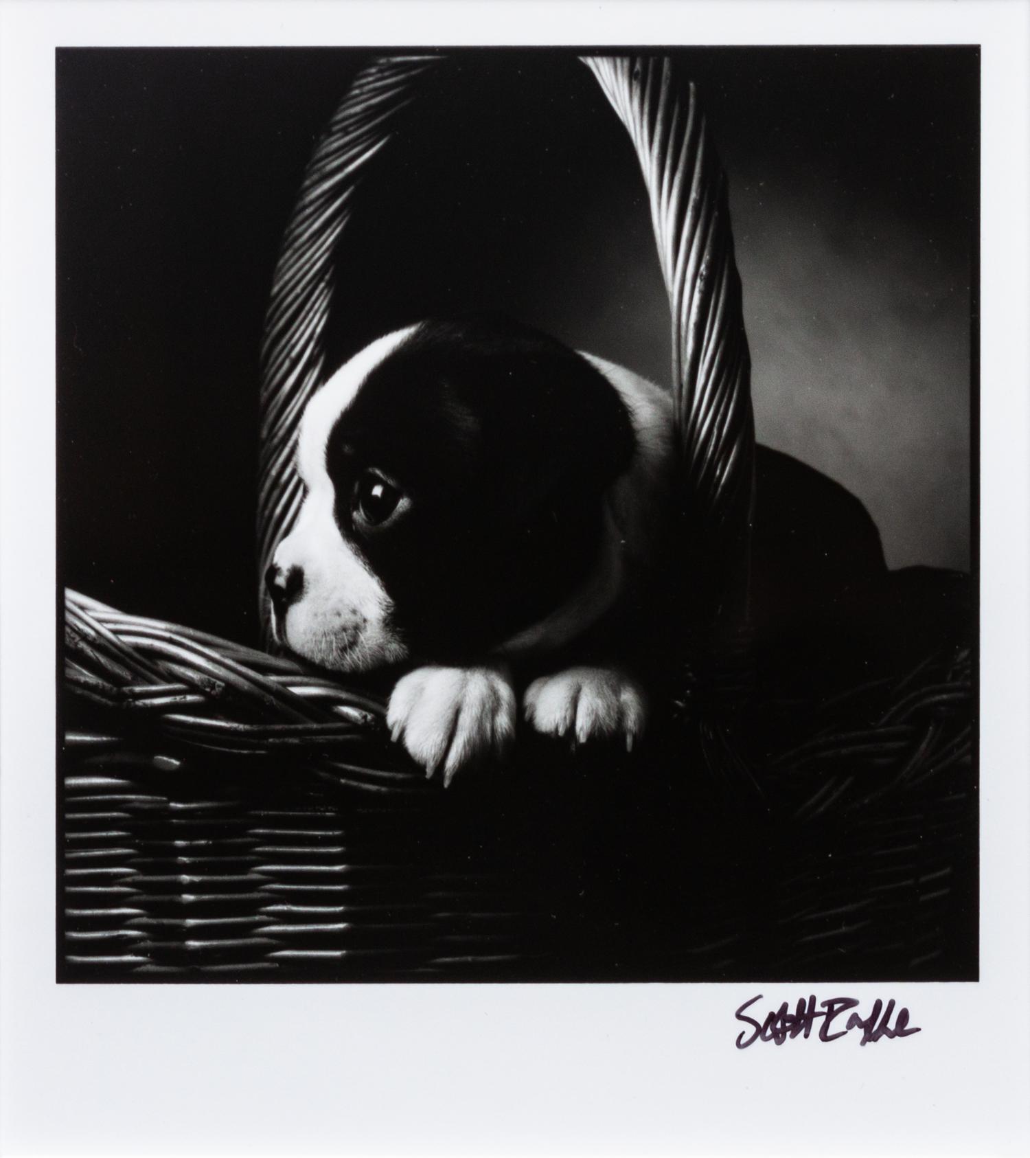 Four Works of Art depicting Boston Terriers Largest: 11 x 15 inches.