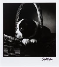 Four Works of Art depicting Boston Terriers Largest: 11 x 15 inches.