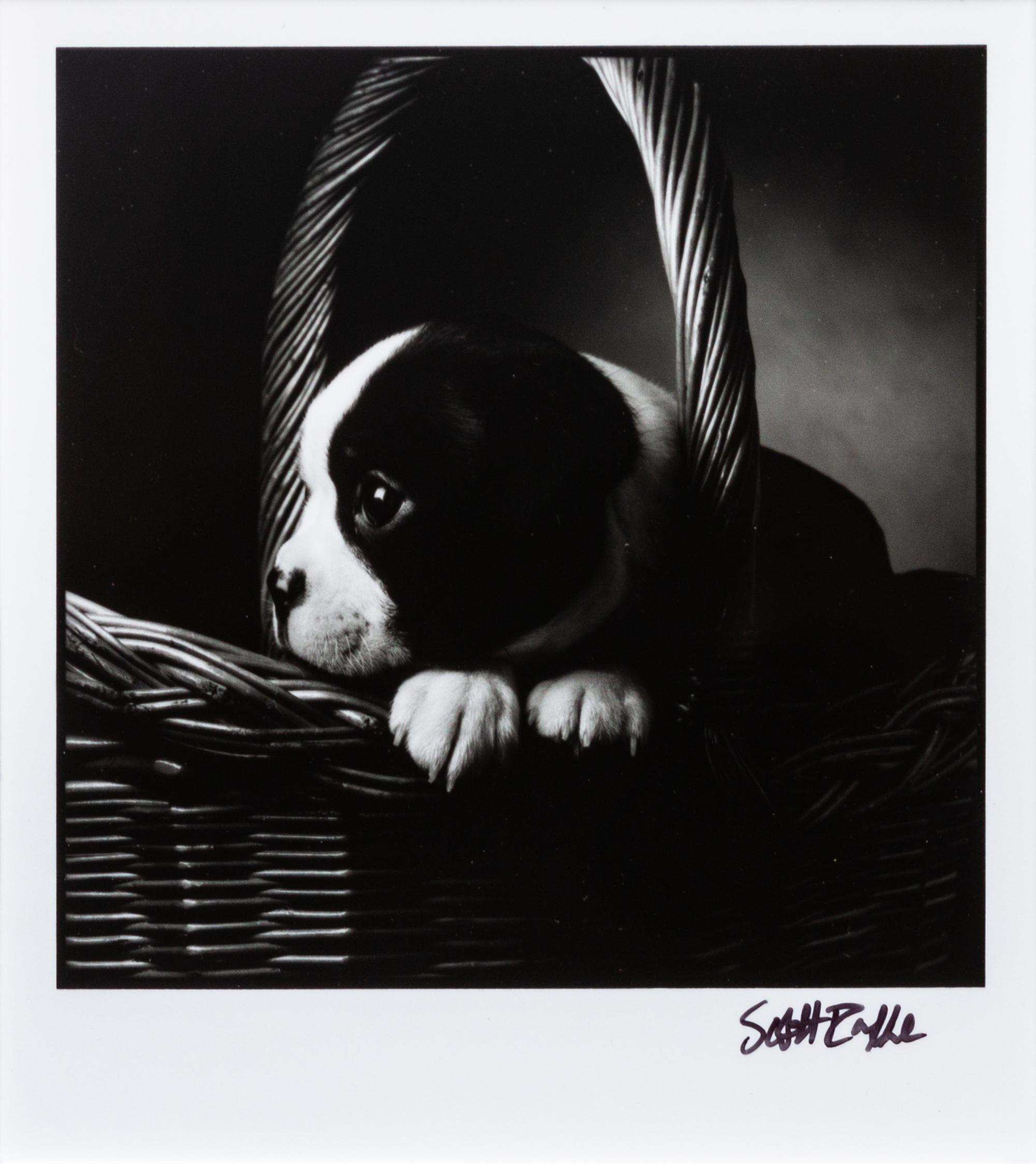 Four Works of Art depicting Boston Terriers Largest: 11 x 15 inches.