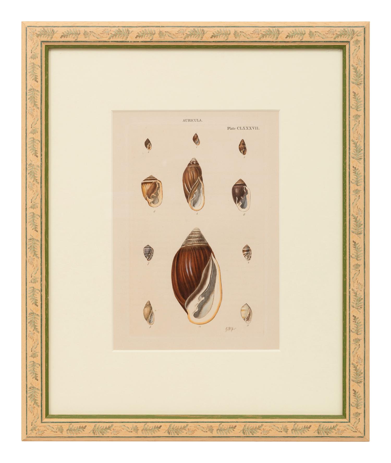 Conchologica Systematica: Eight Plates , 1841