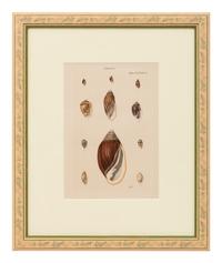 Conchologica Systematica: Eight Plates , 1841