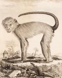 A Collection of Twelve Georges-Louis Leclerc Monkey Engravings from Histoire Naturelle