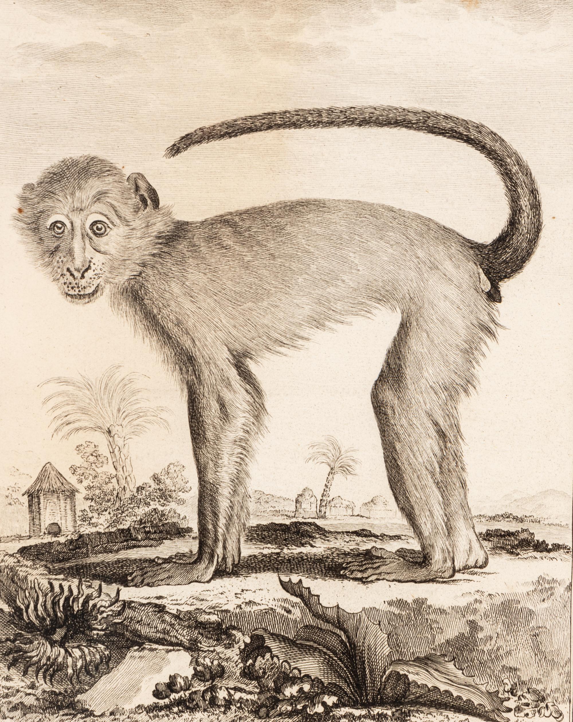 A Collection of Twelve Georges-Louis Leclerc Monkey Engravings from Histoire Naturelle