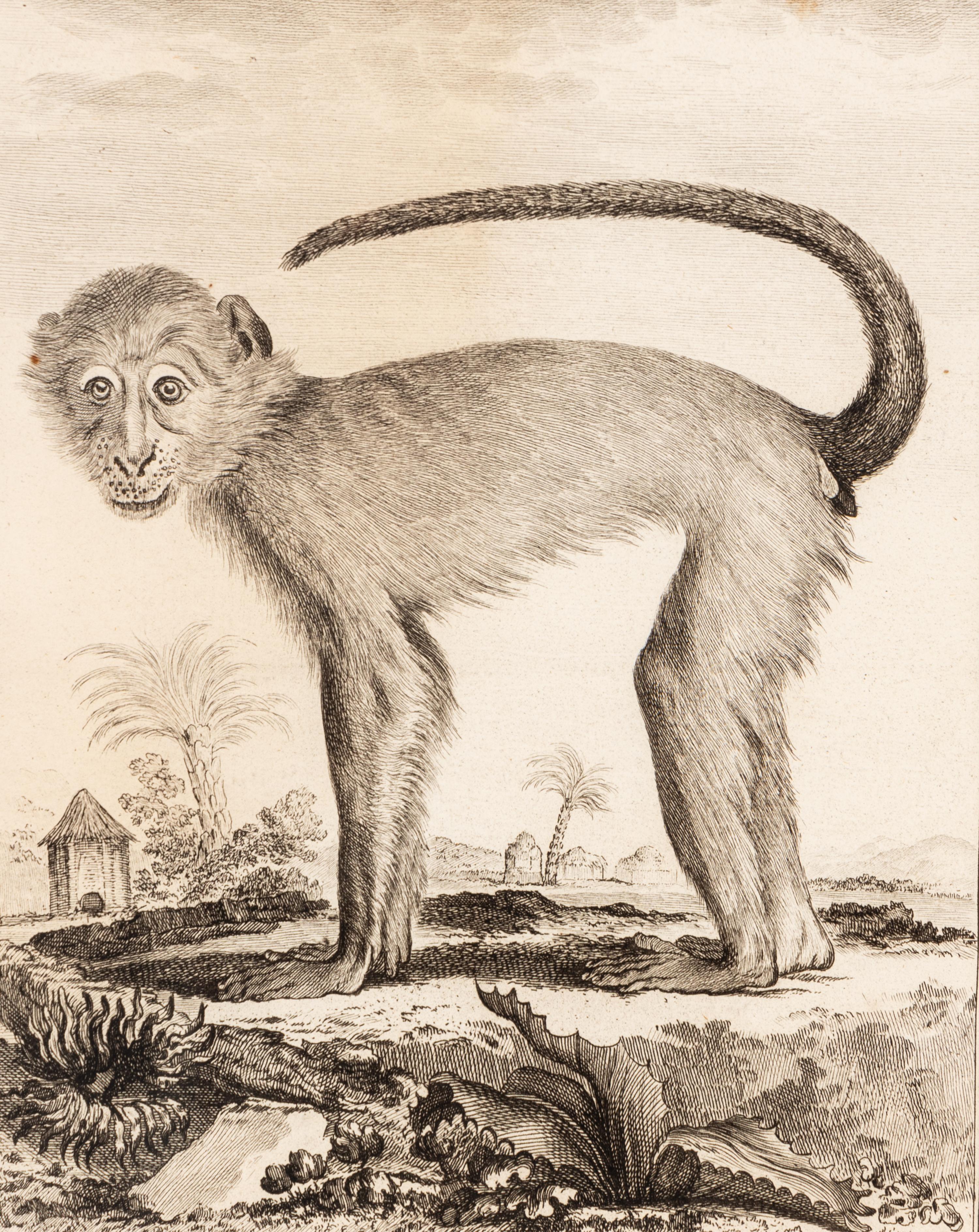 A Collection of Twelve Georges-Louis Leclerc Monkey Engravings from Histoire Naturelle