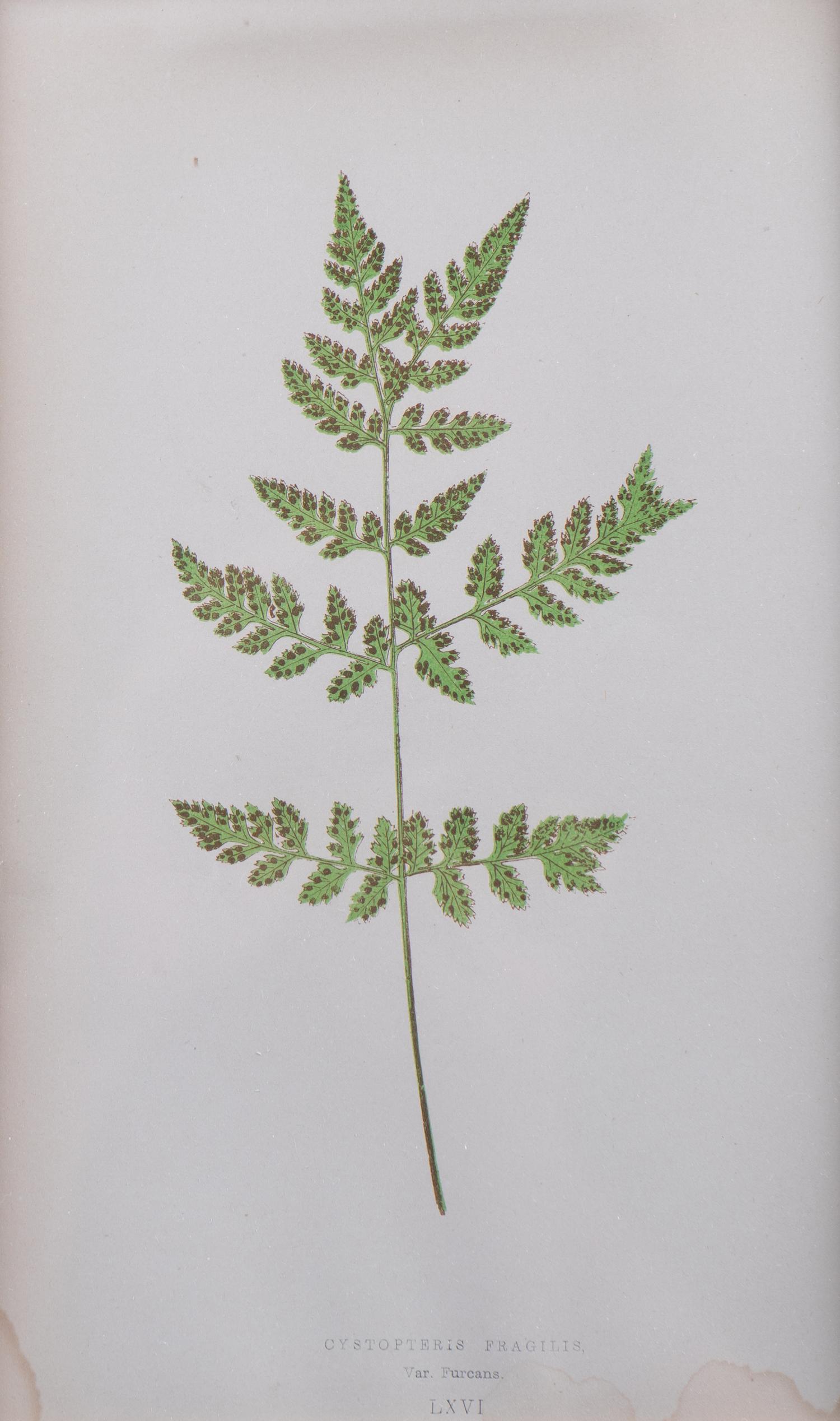 A Group of Eight Fern Botanical Engravings After Thomas Moore — EARLY 20TH CENTURY