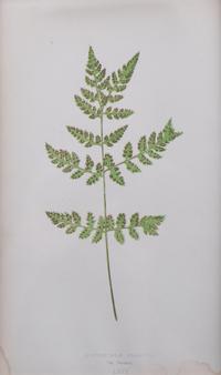 A Group of Eight Fern Botanical Engravings After Thomas Moore — EARLY 20TH CENTURY