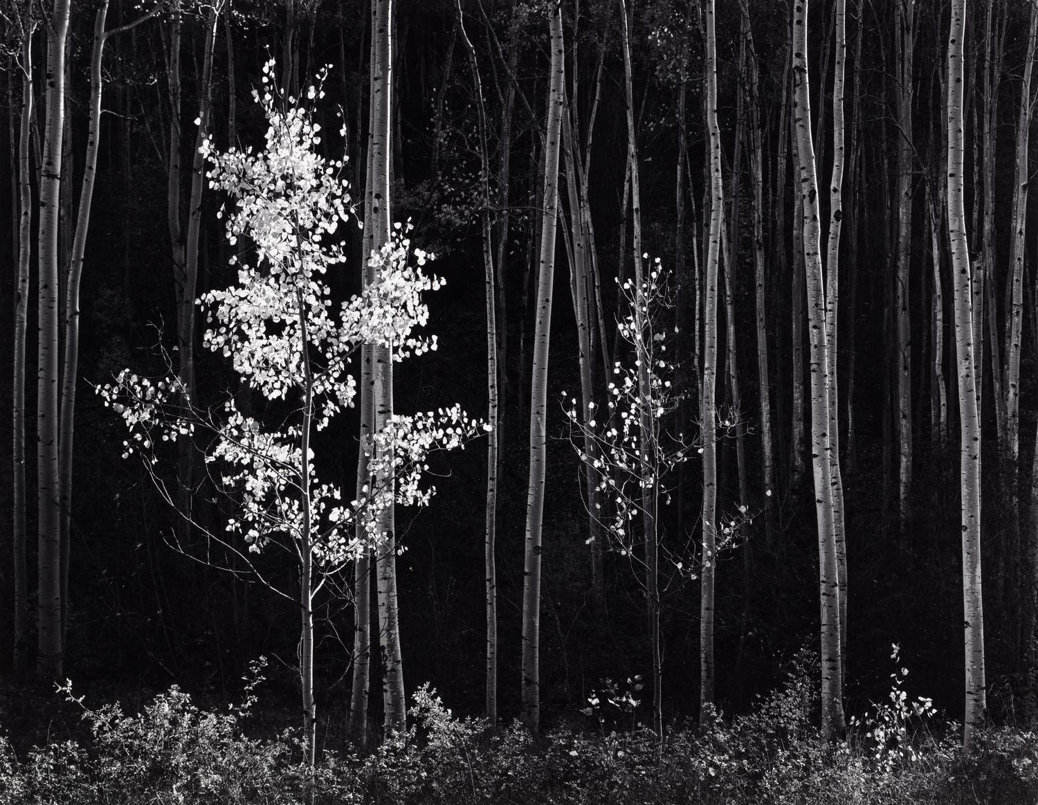Ansel Adams (1902-1984) Aspens, Northern New Mexico, 1958