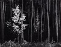 Ansel Adams (1902-1984) Aspens, Northern New Mexico, 1958