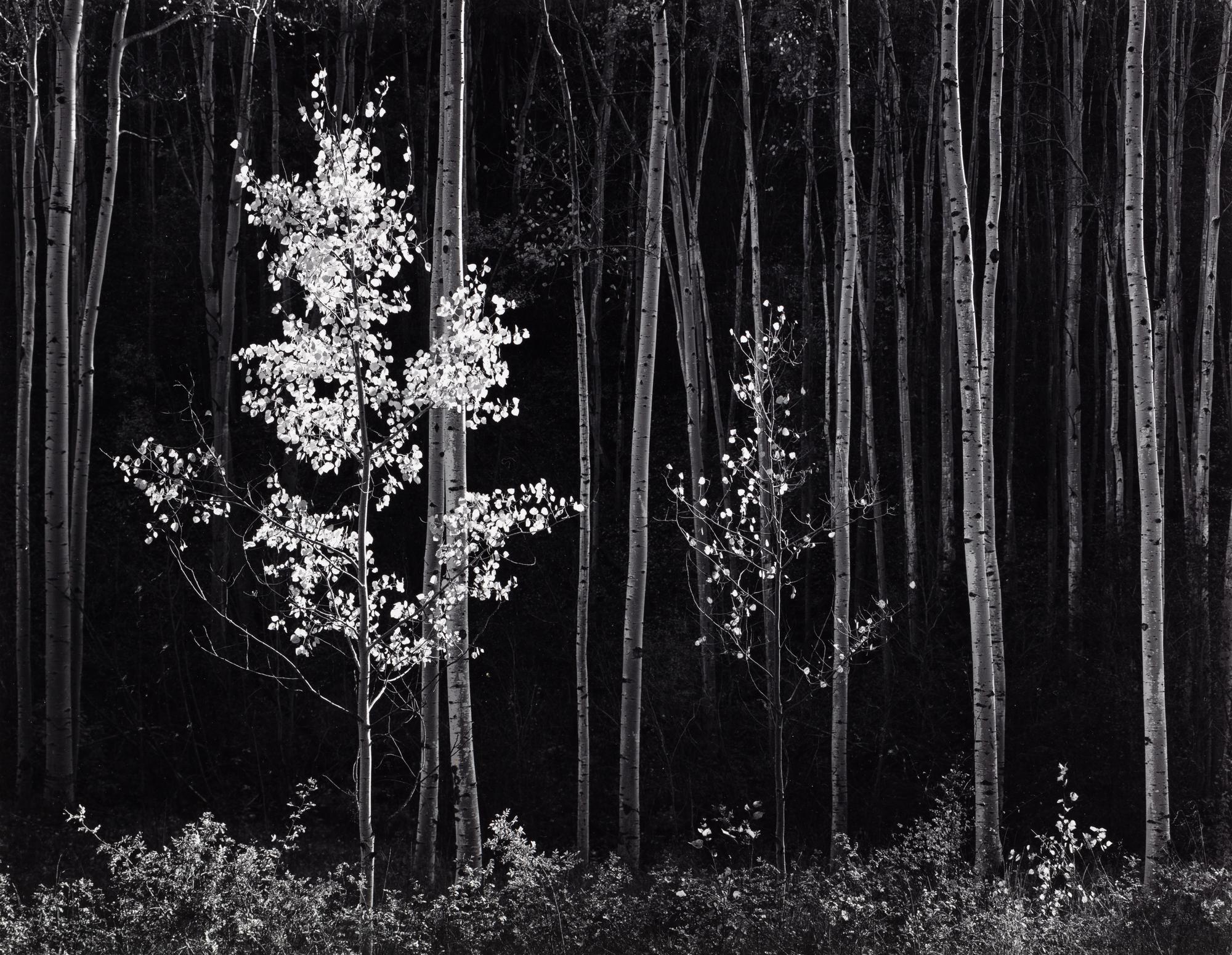 Ansel Adams (1902-1984) Aspens, Northern New Mexico, 1958