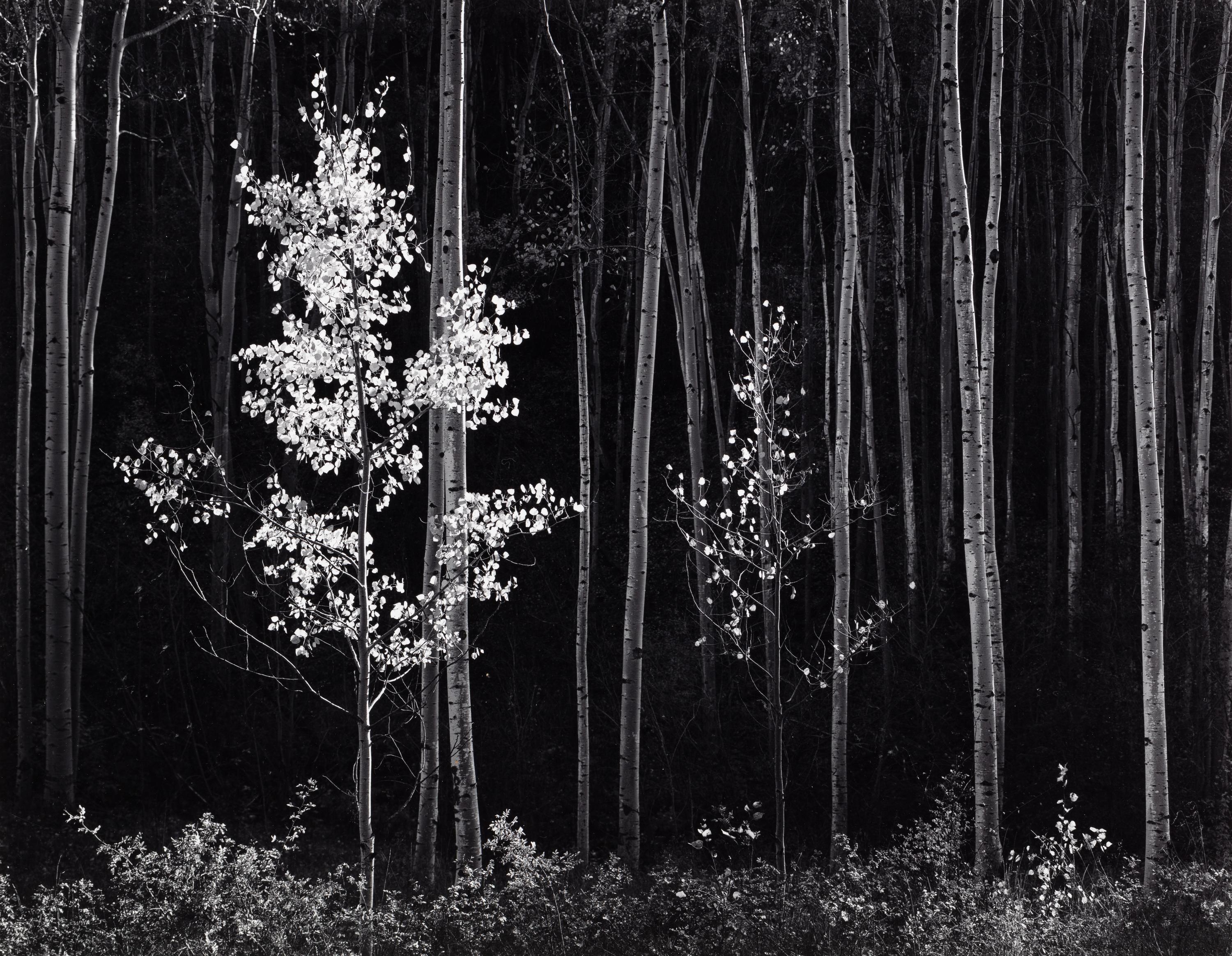 Ansel Adams (1902-1984) Aspens, Northern New Mexico, 1958