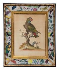 A Set of Twelve Hand-Colored Engravings of Parrots from A Natural History of Uncommon Birds by George Edwards (English, 1694-1773)