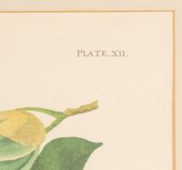 AUDUBON, John James (1784-1851)