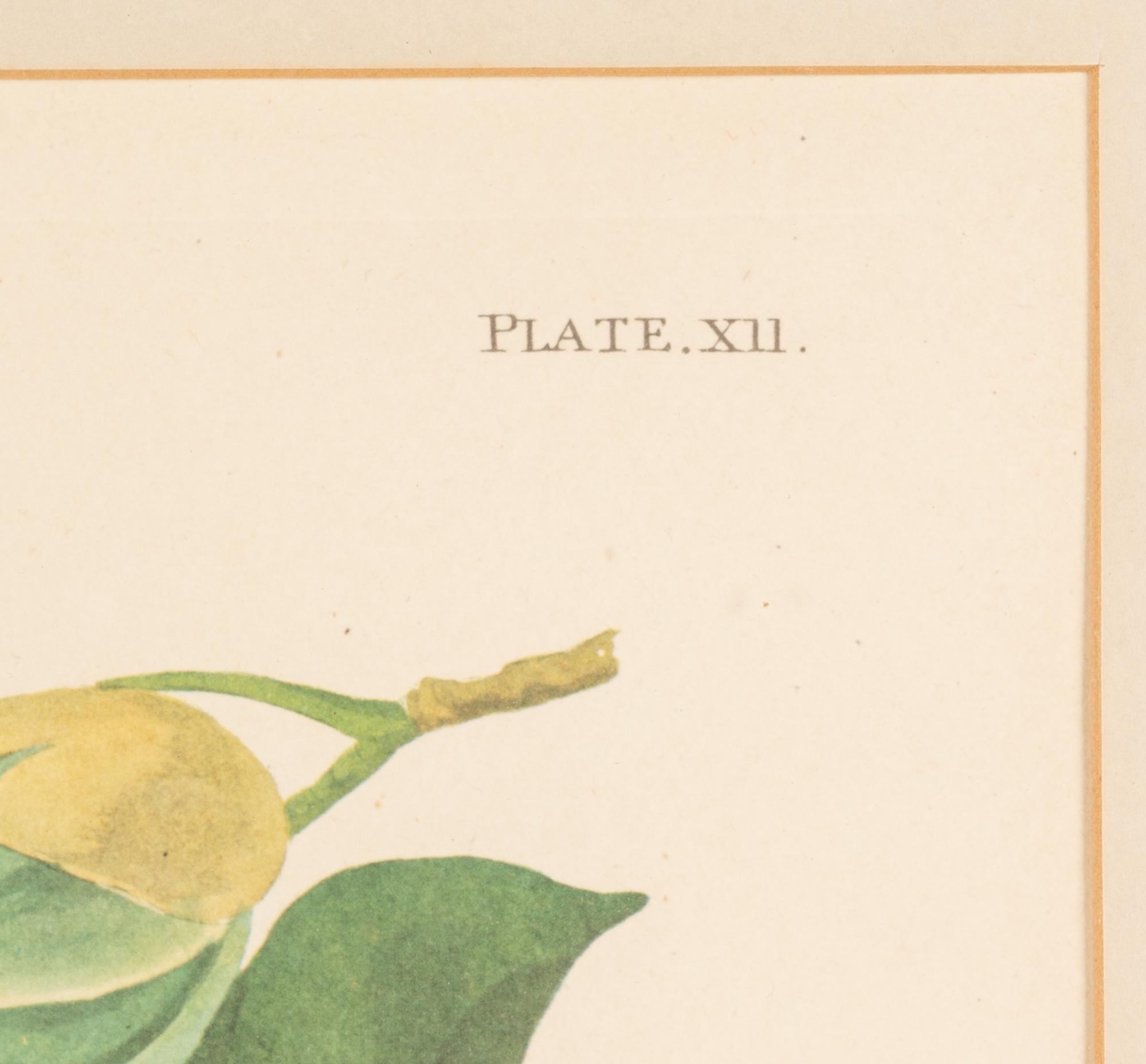 AUDUBON, John James (1784-1851)